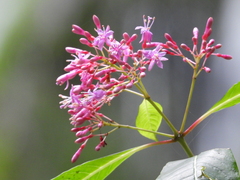 Fuchsia arborescens