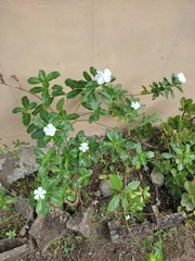 Catharanthus roseus image