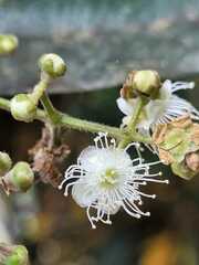 Myrcia