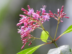 Fuchsia arborescens