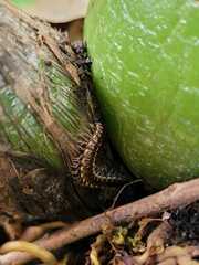 Asiomorpha coarctata