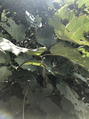 Corylus heterophylla