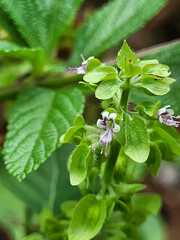 Ocimum