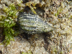 Tritia reticulata
