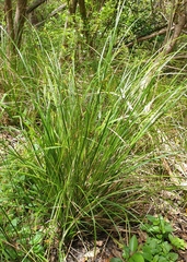 Carex longebrachiata