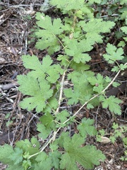 Ribes menziesii