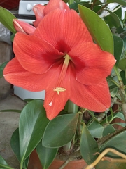 Hippeastrum hybridum