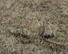 Passerculus sandwichensis princeps