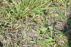 Chortophaga australior