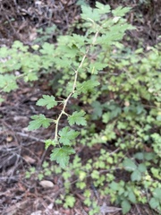 Ribes menziesii