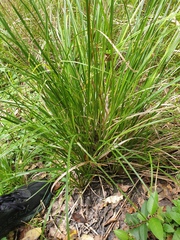 Carex longebrachiata