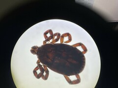 Ixodidae