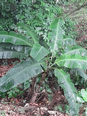 Musa