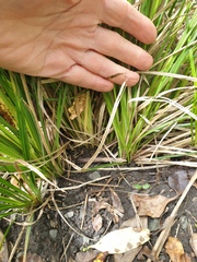 Carex longebrachiata