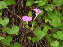 Ipomoea suffulta
