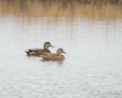 Anas rubripes × platyrhynchos