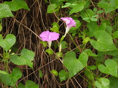 Ipomoea suffulta