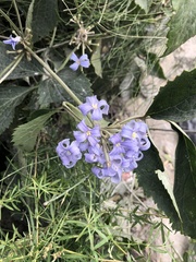 Clematis heracleifolia