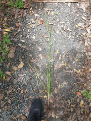 Carex longebrachiata