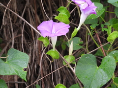 Ipomoea suffulta