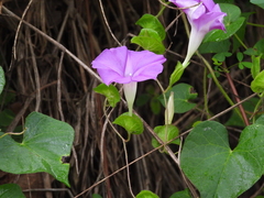 Ipomoea suffulta
