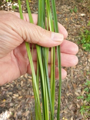 Carex longebrachiata