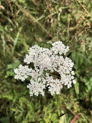 Ligusticum jeholense