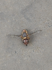 Bactrocera oleae