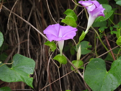 Ipomoea suffulta