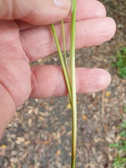Carex longebrachiata