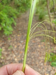 Carex longebrachiata
