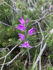 Cephalanthera rubra