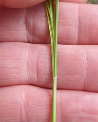 Carex longebrachiata