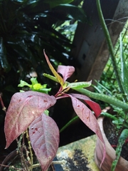 Alternanthera brasiliana