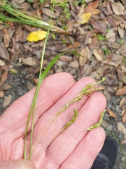 Carex longebrachiata