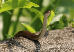 Amphiesma