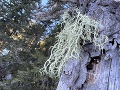 Evernia divaricata