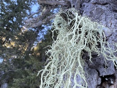 Evernia divaricata