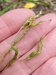 Carex longebrachiata