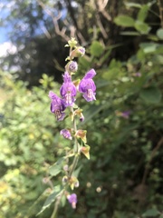 Salvia umbratica