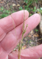 Carex longebrachiata