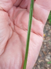 Carex longebrachiata