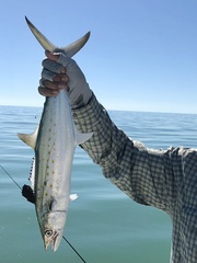 Scomberomorus maculatus