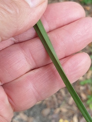 Carex longebrachiata