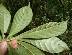 Synsepalum brevipes