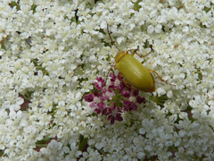 Cteniopus sulphureus