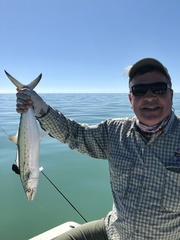 Scomberomorus maculatus