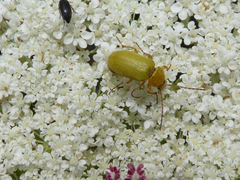 Cteniopus sulphureus