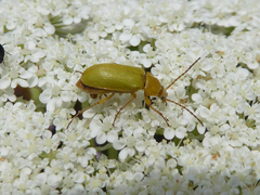Cteniopus sulphureus