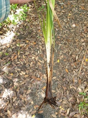 Carex longebrachiata